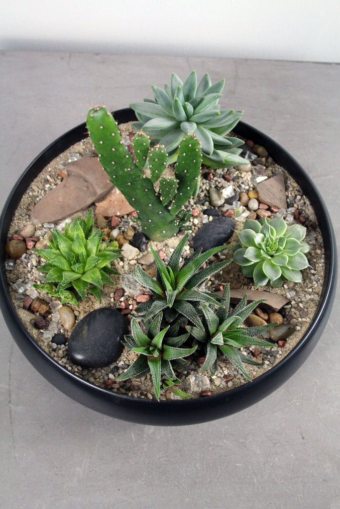 Succulent & Cacti Garden in Simply Low Black Bowl