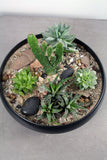 Succulent & Cacti Garden in Simply Low Black Bowl