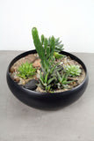 Succulent & Cacti Garden in Simply Low Black Bowl
