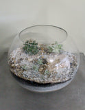 Cacti & Succulent Terrarium Garden -LARGE BOWL