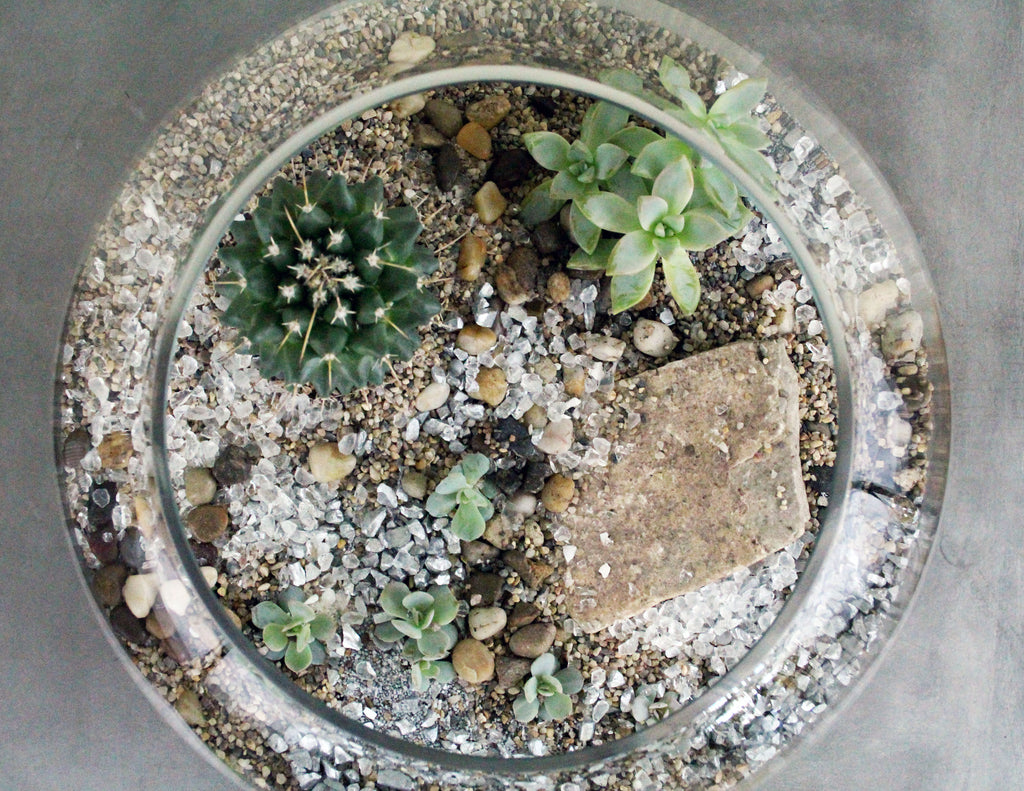 Cacti & Succulent Terrarium Garden LARGE BOWL The Plant People