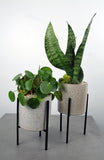 Veranda Plant Stand Single, Duo or Trio with Succulent Varieties