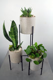 Veranda Plant Stand Single, Duo or Trio with Succulent Varieties