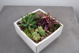 Succulent and Cacti Garden in Verge Container