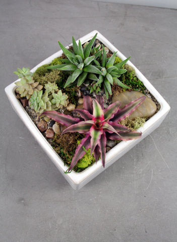 Succulent and Cacti Garden in Verge Container