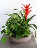 Indoor Garden Bowl with a Bromeliad