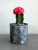 Grafted Cacti in a Metal Tin with Hearts