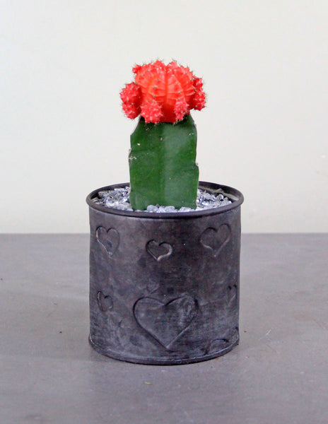 Grafted Cacti in a Metal Tin with Hearts