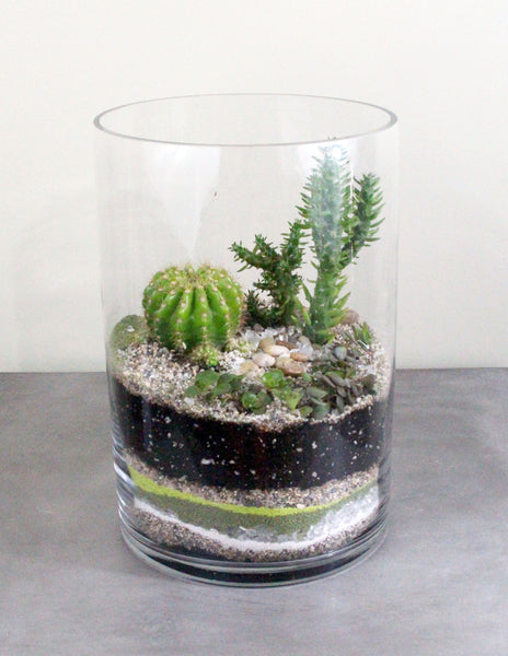 Cacti & Succulent Terrarium Garden -MEDIUM