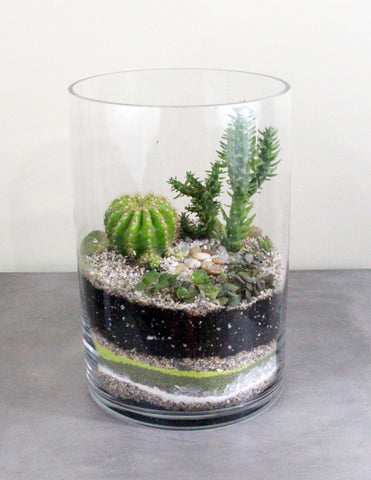 succulent terrarium large Cacti & Succulent Terrarium Garden -LARGE BOWL – The Plant People