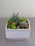 Succulent and Cacti Garden in Verge Container